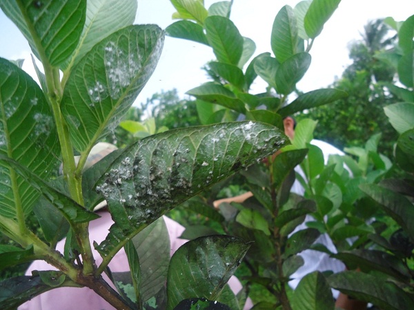  Phòng trừ rầy phấn trắng và bọ xít muỗi gây hại trên cây ổi 